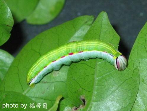 按此在新視窗瀏覽圖片