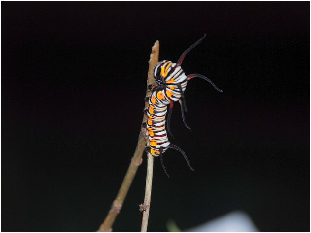 按此在新視窗瀏覽圖片