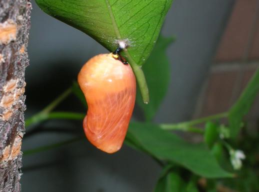 按此在新視窗瀏覽圖片