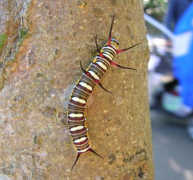 按此在新視窗瀏覽圖片