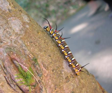 按此在新視窗瀏覽圖片