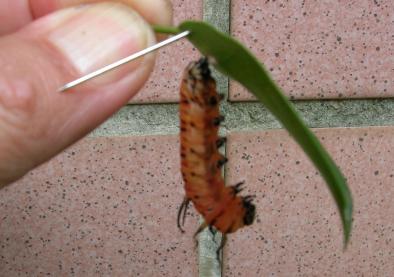 按此在新視窗瀏覽圖片