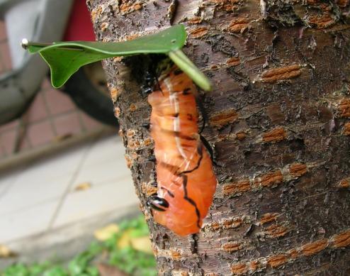 按此在新視窗瀏覽圖片