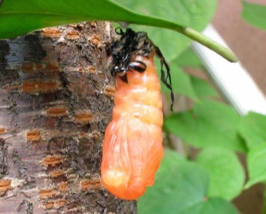 按此在新視窗瀏覽圖片