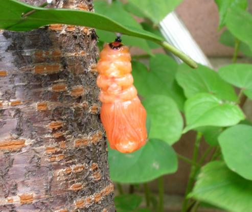 按此在新視窗瀏覽圖片