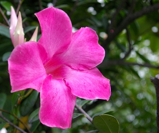 按此在新視窗瀏覽圖片