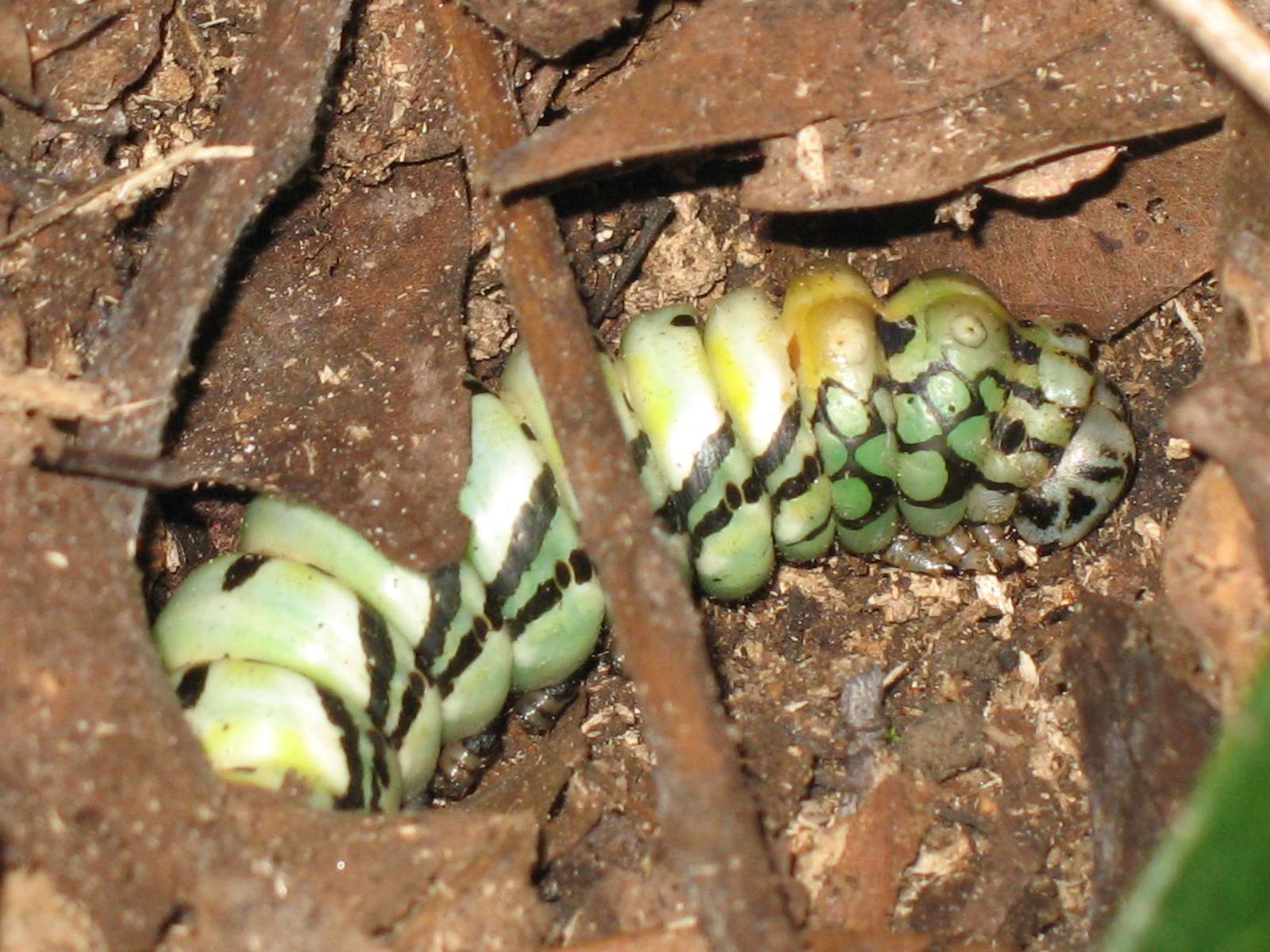 按此在新視窗瀏覽圖片