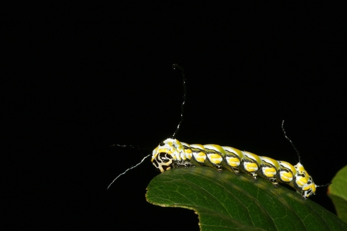 按此在新視窗瀏覽圖片