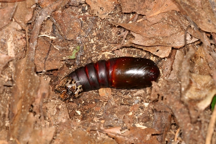 按此在新視窗瀏覽圖片