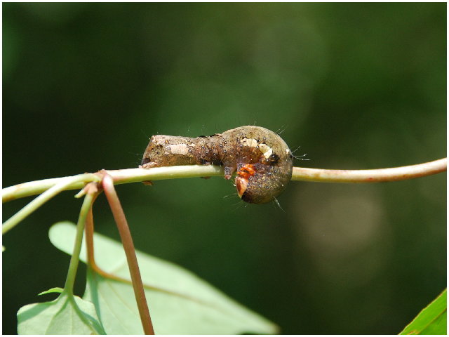 按此在新視窗瀏覽圖片