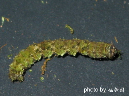 按此在新視窗瀏覽圖片