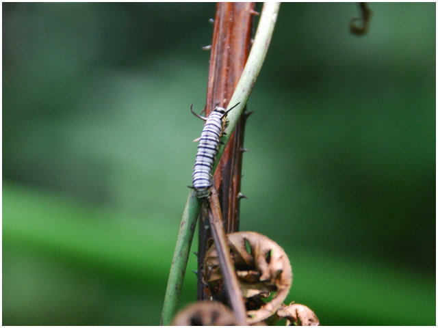 «ö¦¹¦b·sµøµ¡ÂsÄý¹Ï¤ù