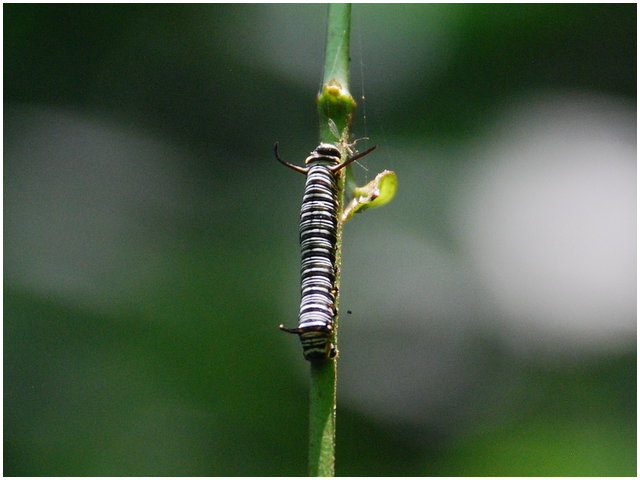 «ö¦¹¦b·sµøµ¡ÂsÄý¹Ï¤ù