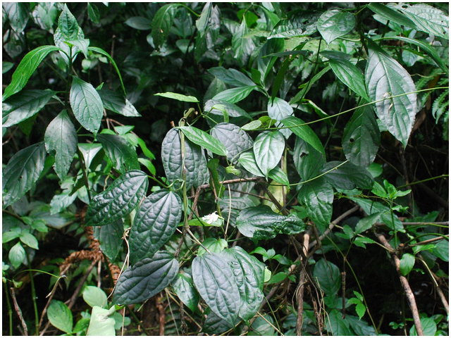 «ö¦¹¦b·sµøµ¡ÂsÄý¹Ï¤ù