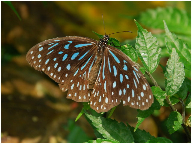 «ö¦¹¦b·sµøµ¡ÂsÄý¹Ï¤ù