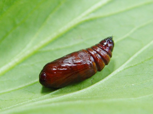 按此在新視窗瀏覽圖片