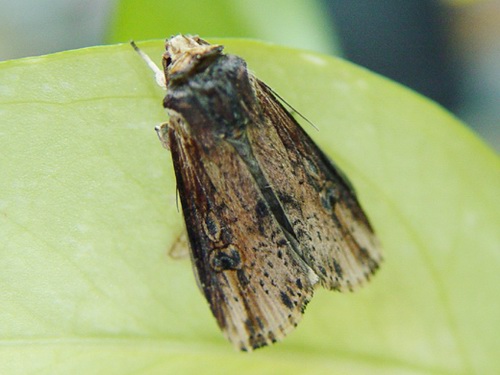 按此在新視窗瀏覽圖片