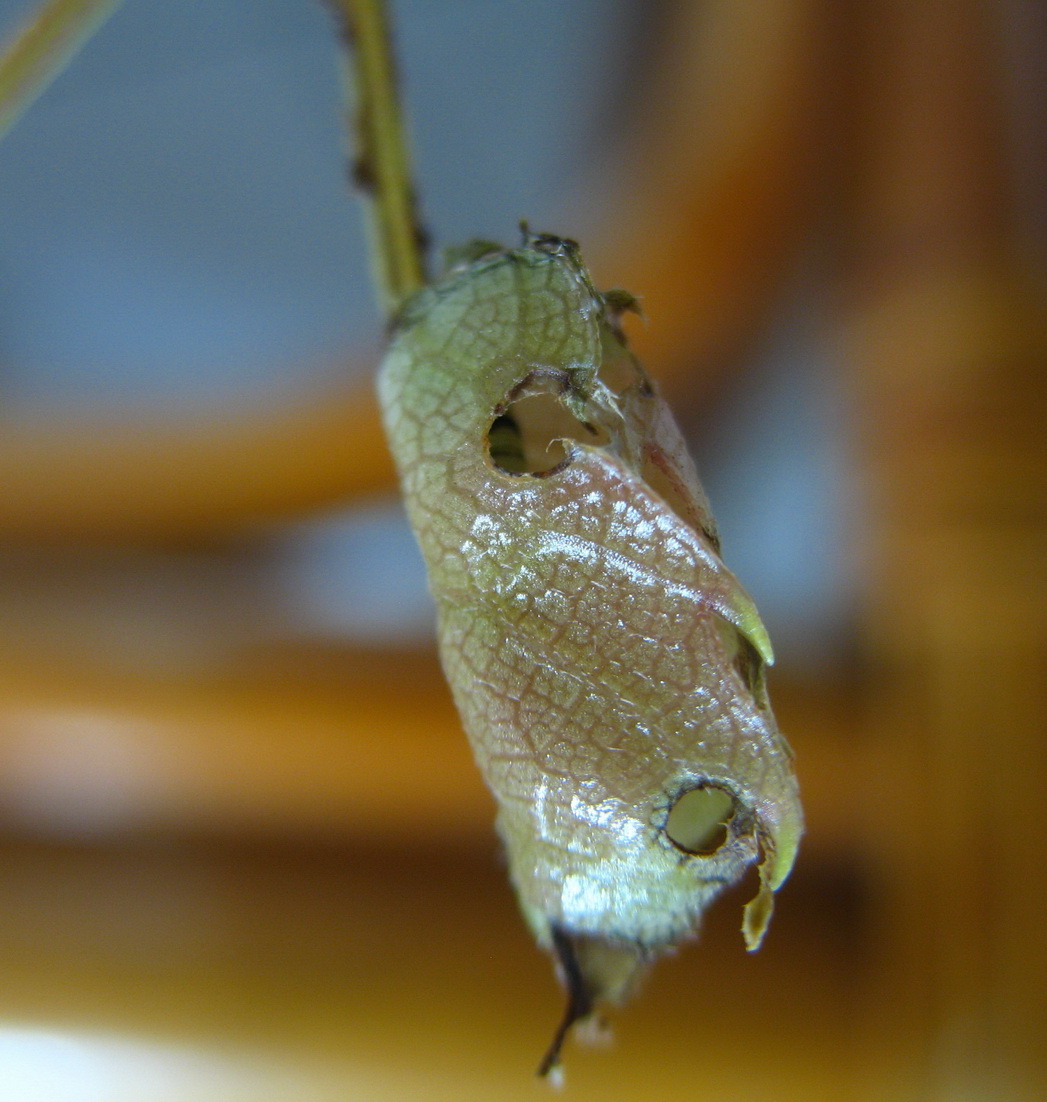 «ö¦¹¦b·sµøµ¡ÂsÄý¹Ï¤ù