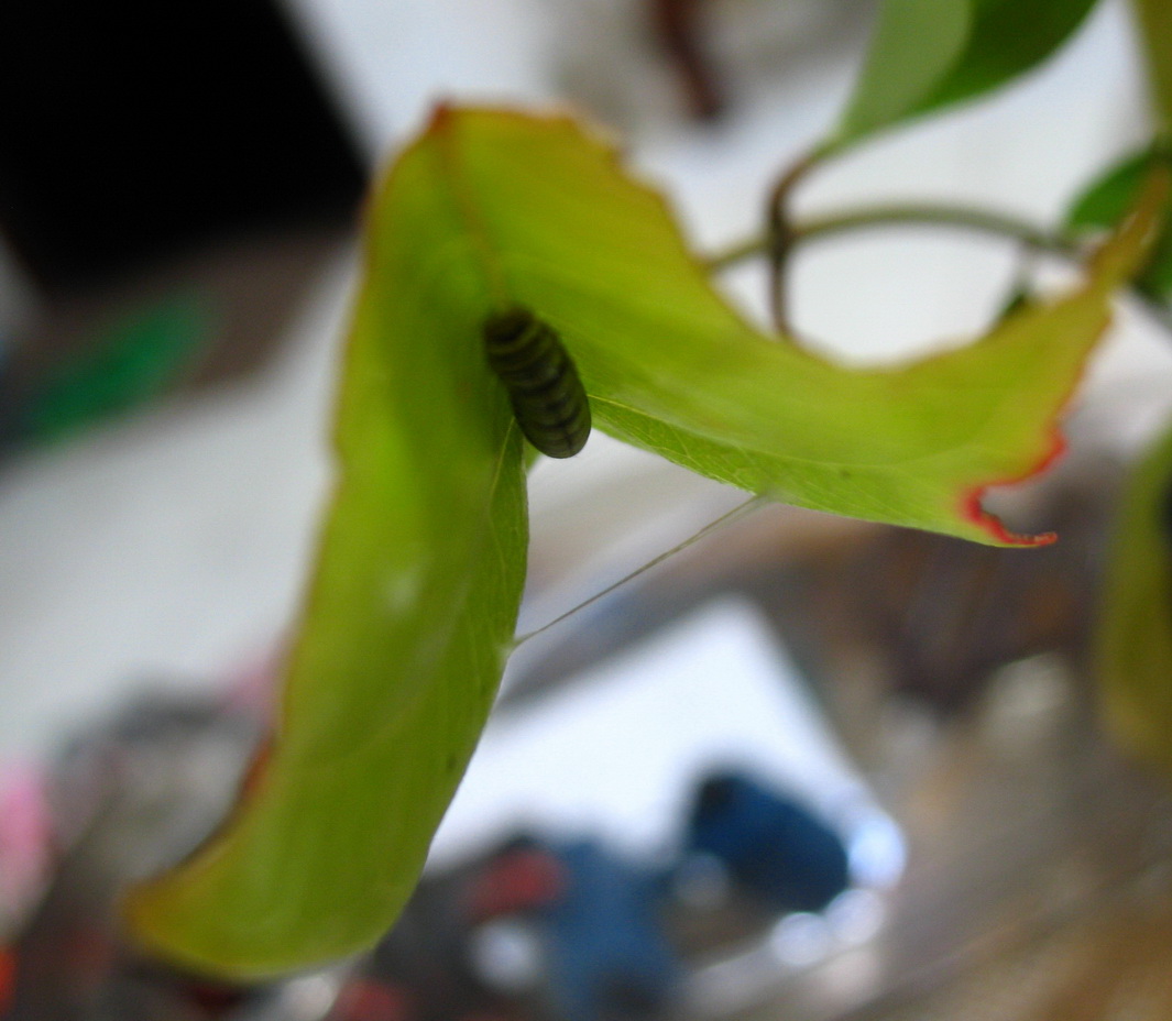 «ö¦¹¦b·sµøµ¡ÂsÄý¹Ï¤ù