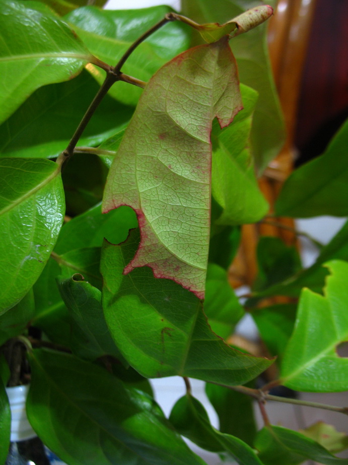 «ö¦¹¦b·sµøµ¡ÂsÄý¹Ï¤ù