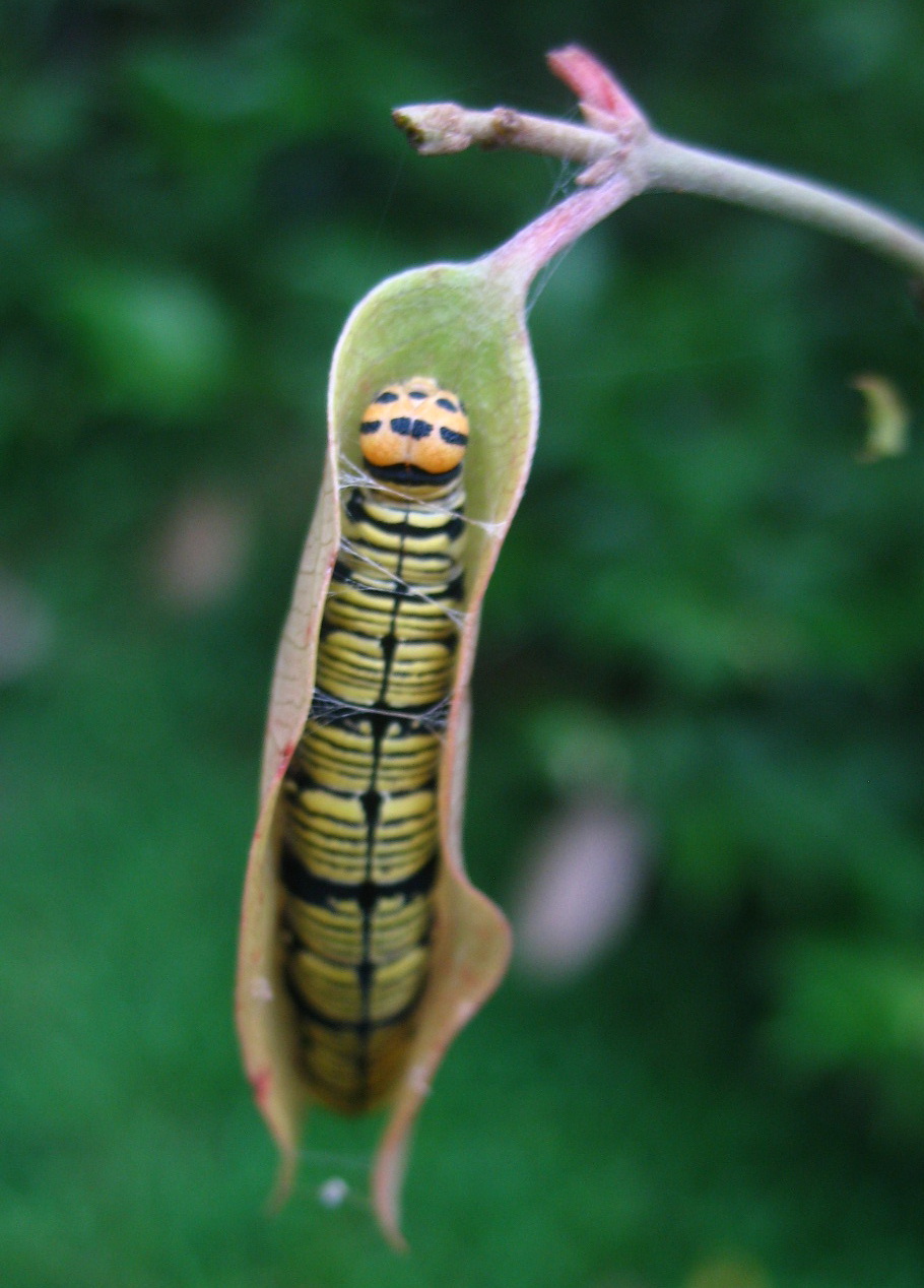 «ö¦¹¦b·sµøµ¡ÂsÄý¹Ï¤ù