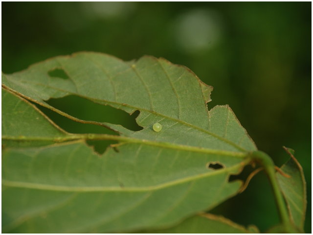 «ö¦¹¦b·sµøµ¡ÂsÄý¹Ï¤ù