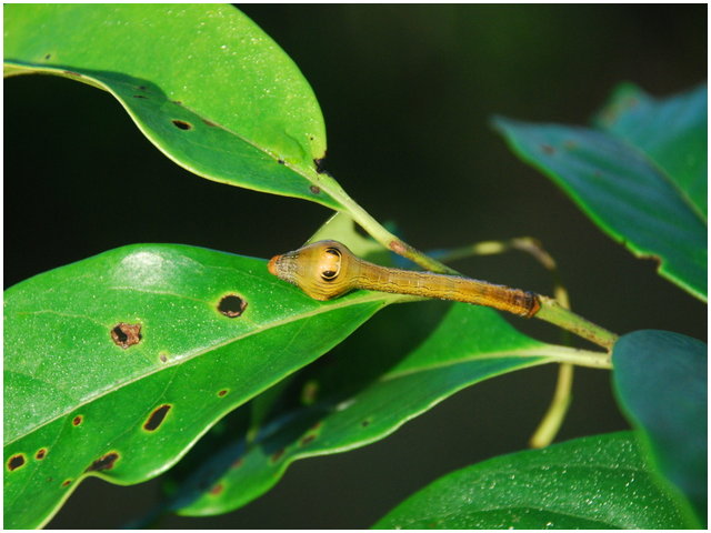 按此在新視窗瀏覽圖片