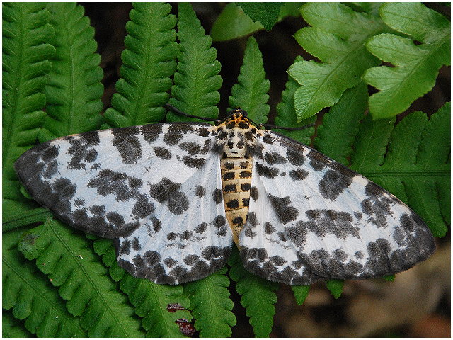 按此在新視窗瀏覽圖片