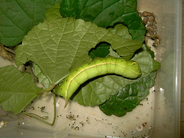 按此在新視窗瀏覽圖片