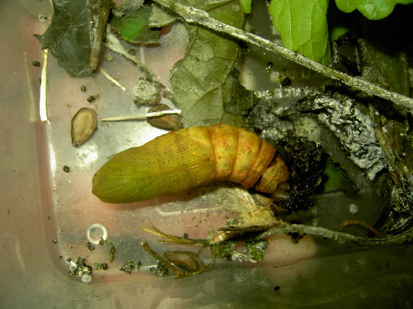 按此在新視窗瀏覽圖片