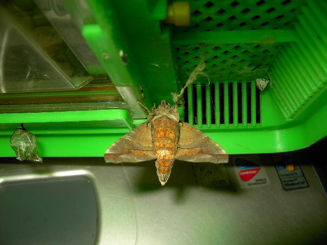 按此在新視窗瀏覽圖片