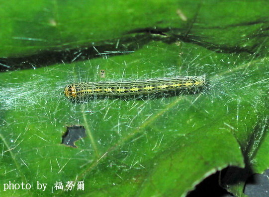 按此在新視窗瀏覽圖片