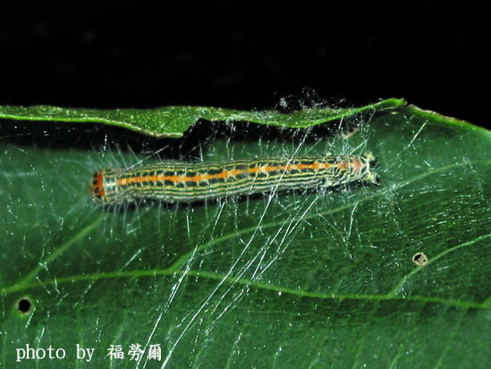 按此在新視窗瀏覽圖片