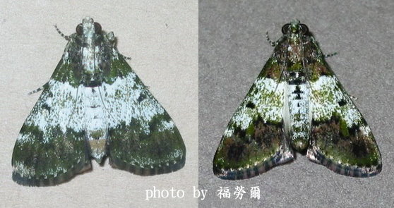 按此在新視窗瀏覽圖片