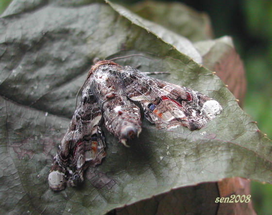 按此在新視窗瀏覽圖片