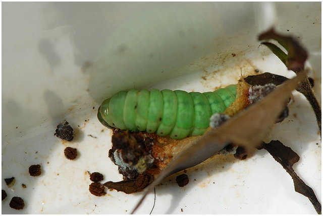 按此在新視窗瀏覽圖片