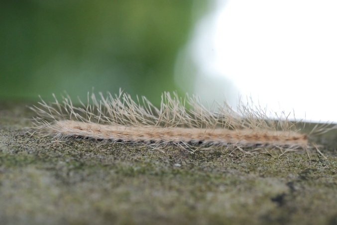 «ö¦¹¦b·sµøµ¡ÂsÄý¹Ï¤ù