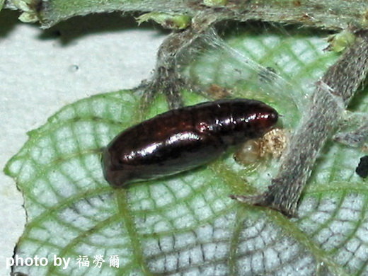 按此在新視窗瀏覽圖片