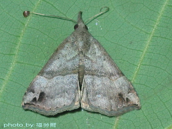 按此在新視窗瀏覽圖片