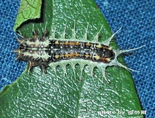 按此在新視窗瀏覽圖片