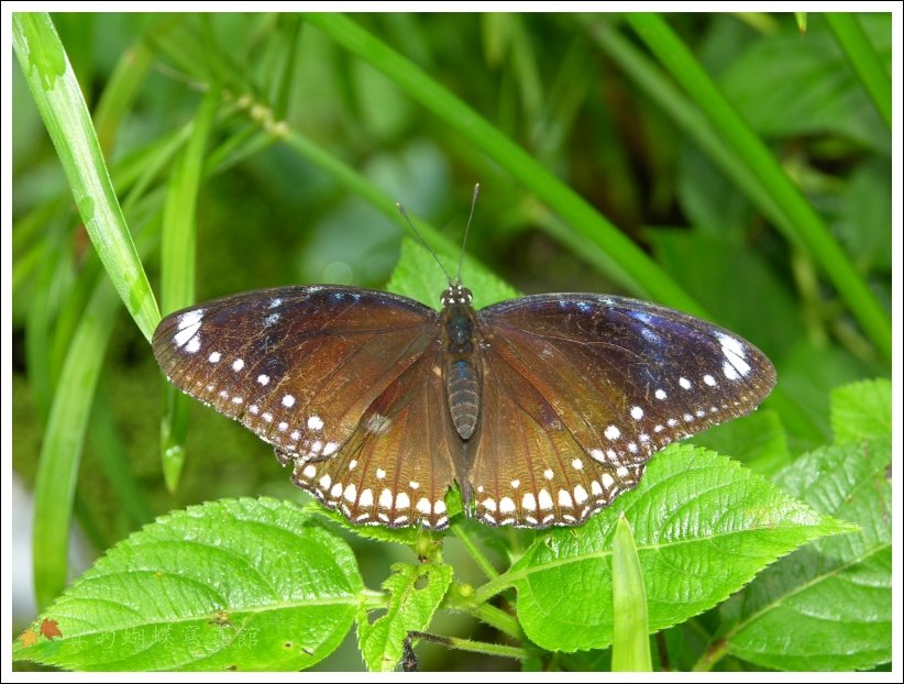 按此在新視窗瀏覽圖片
