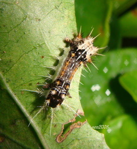 按此在新視窗瀏覽圖片