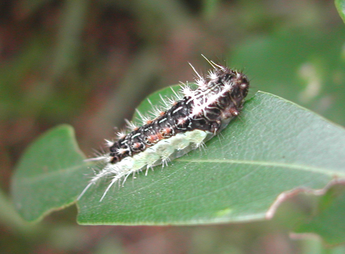 按此在新視窗瀏覽圖片