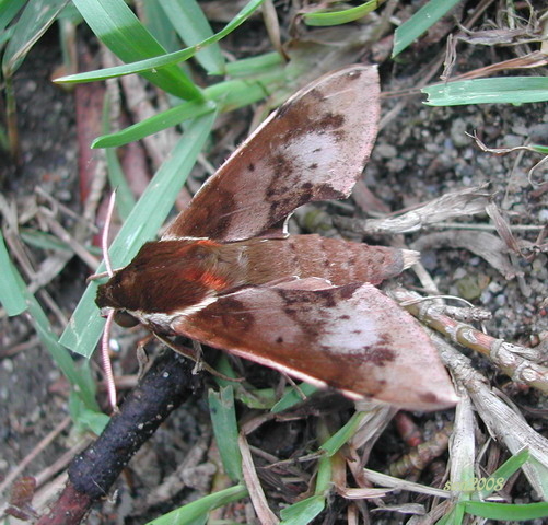 按此在新視窗瀏覽圖片