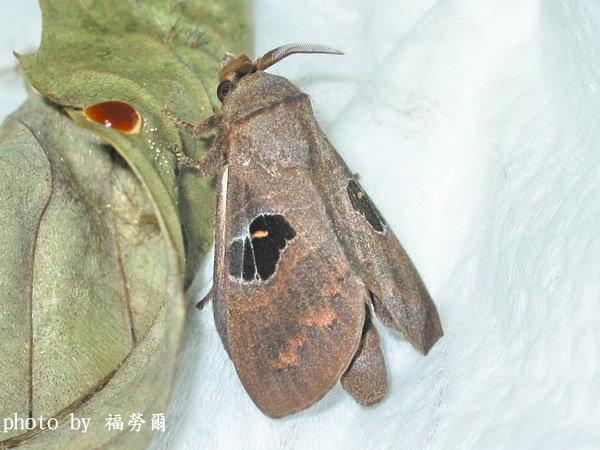 按此在新視窗瀏覽圖片