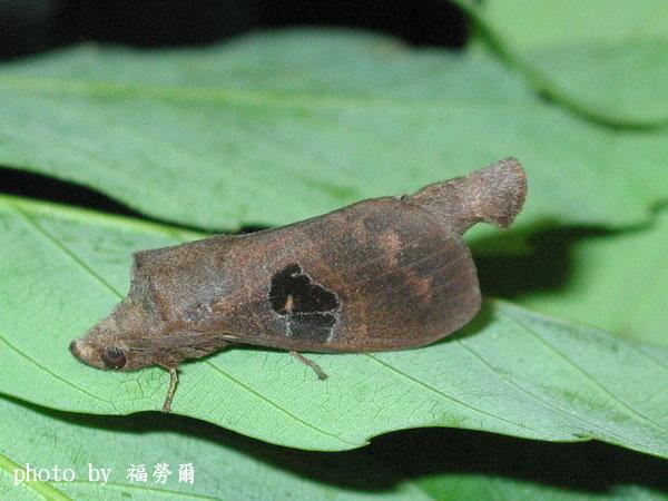 按此在新視窗瀏覽圖片