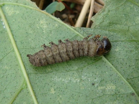 按此在新視窗瀏覽圖片