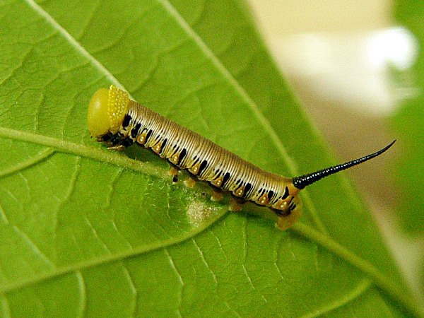 按此在新視窗瀏覽圖片