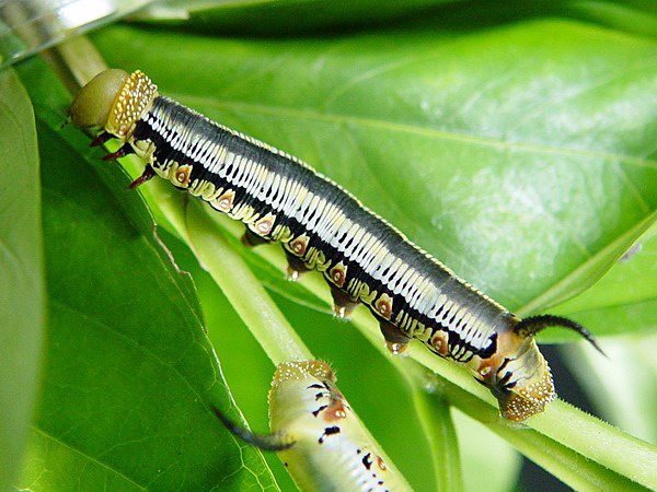 按此在新視窗瀏覽圖片