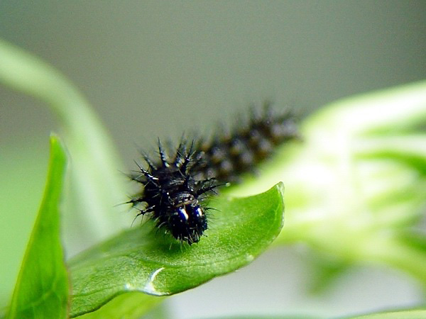 按此在新視窗瀏覽圖片